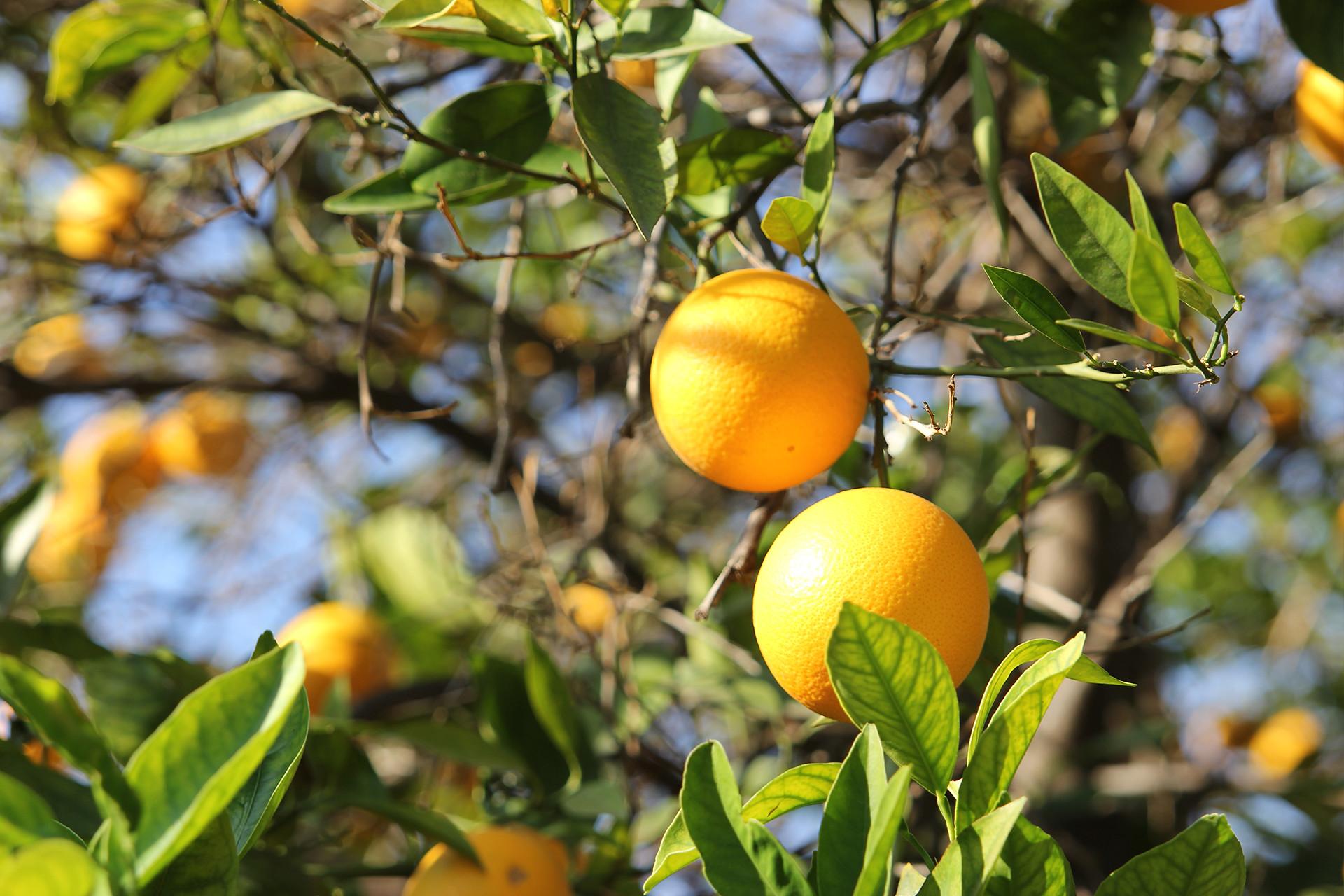 两个橘子在橘子树上